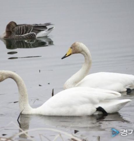 의왕 왕송호수에서 포착된 천연기념물 '큰고니'…의왕도시공사, 생태환경 보전 가치 재확인