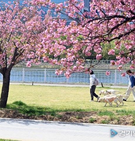 [특집] 시작되는 봄, '겹벚꽃 핀 최고의 야외스튜디오'