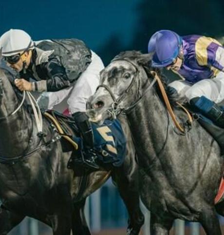 만수르 빈 자이드 후원 '터프 클럽', 제33회 UAE 대통령배 아라비안 순종마 대회 개최