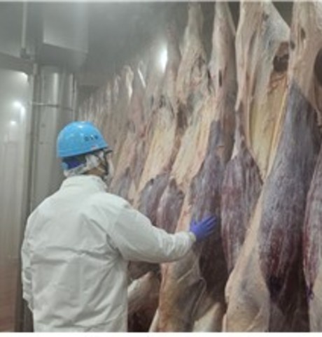 인천시, 설 명절 축산물 안정적 공급 위해 도축장 조기 개장