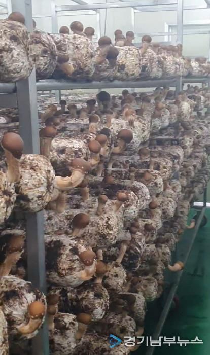 포천시, ‘표고버섯 스마트 재배기술 교육’ 실시