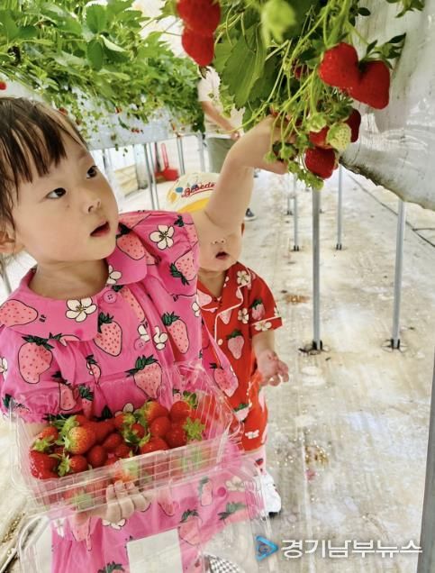 광주시, 올겨울 딸기 수확 체험 프로그램 운영
