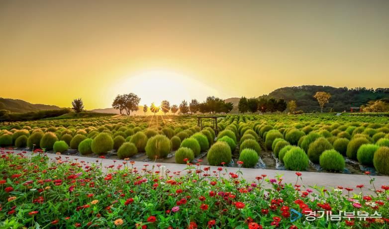 임진강 댑싸리정원 사진