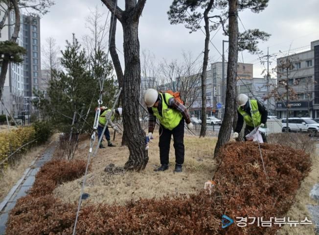 수원시 팔달구, 소나무 재선충병 방제완료
