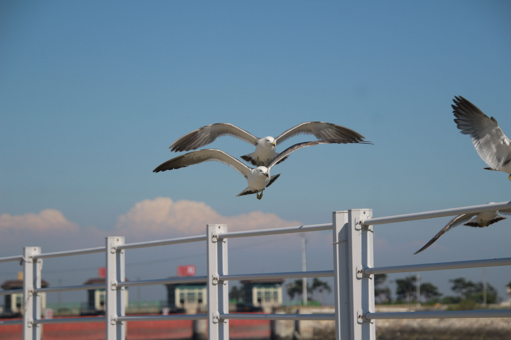 사진: 자유의 날개 짓, 작가: 박정성, 화성시장애인문화예술연대 5월부터 화성시문화재단 주관 사진전 개최예정