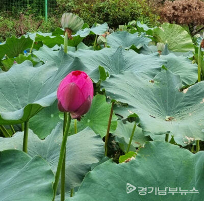 8월 30일 수원 칠보산 자락 연꽃, 사진: 경기남부뉴스
