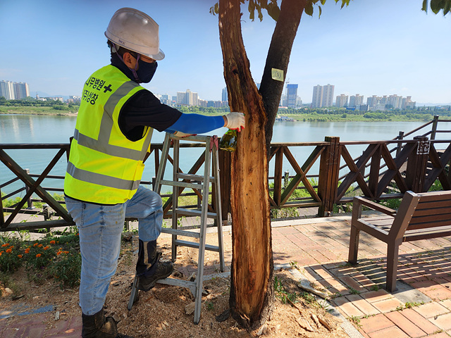 외과수술을 통해 가로수 관리 시행