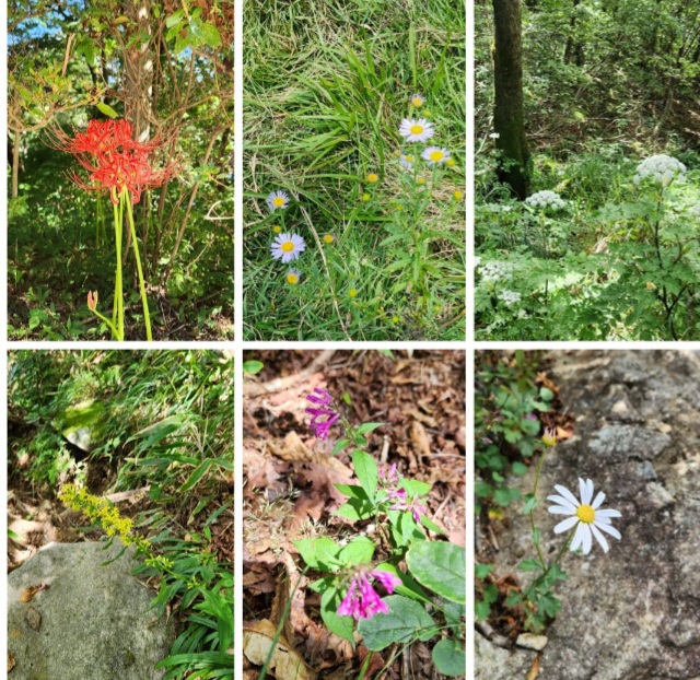 황석산, 거망산에 핀 아름다운 들꽃 사진: 배건일, 경기남부뉴스