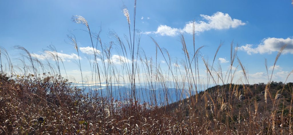 억새와 다도해의 어울어진 모습이 참 아름답다. 사진: 배건일, 경기남부뉴스