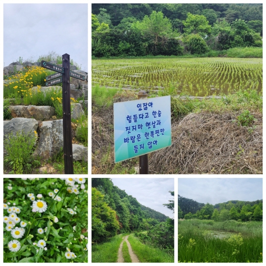 수리산 임도길의 경겨운 풍경 사진: 배건일, 경기남부뉴스