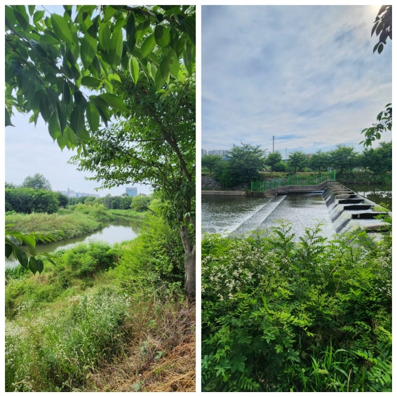 매실길 사진: 배건일, 경기남부뉴스