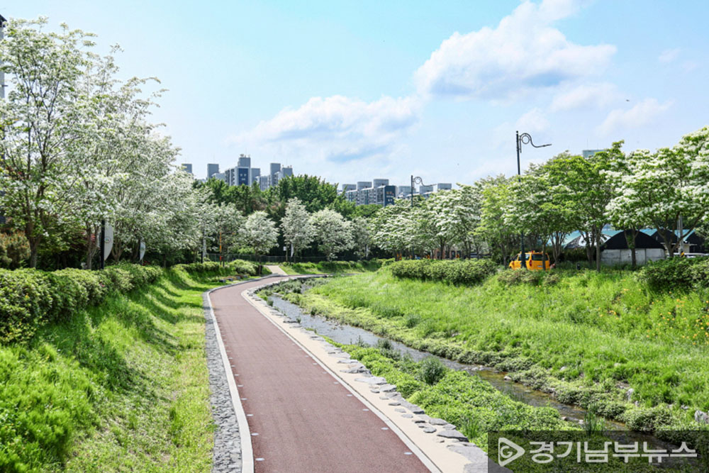 왕곡천 산책로 이팝나무