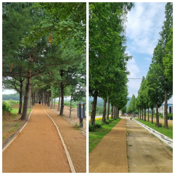 황톳길과 메타세쿼이아 길